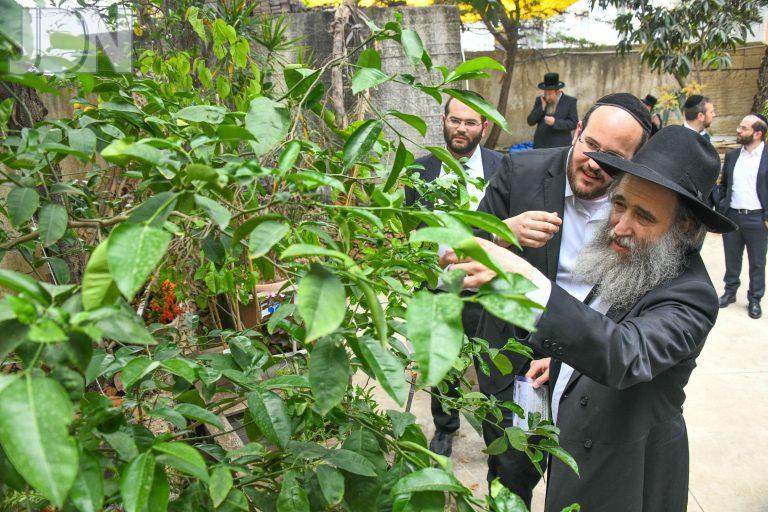 הגר''א גרבוז ברכת האילנות (4)