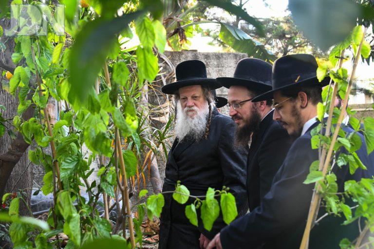 מודז'יץ ברכת האילנות (5)