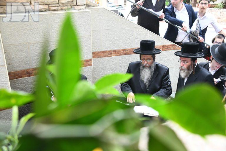 שבט הלוי ברכת האילנות (7)