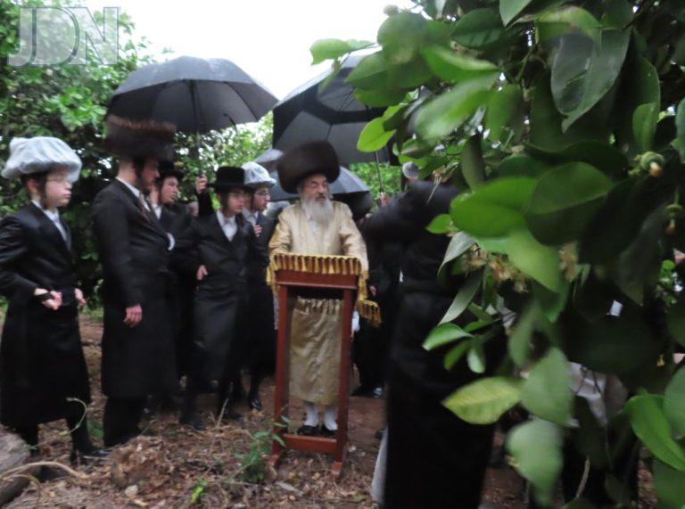 לעלוב ב''ב ברכת האילנות (1)