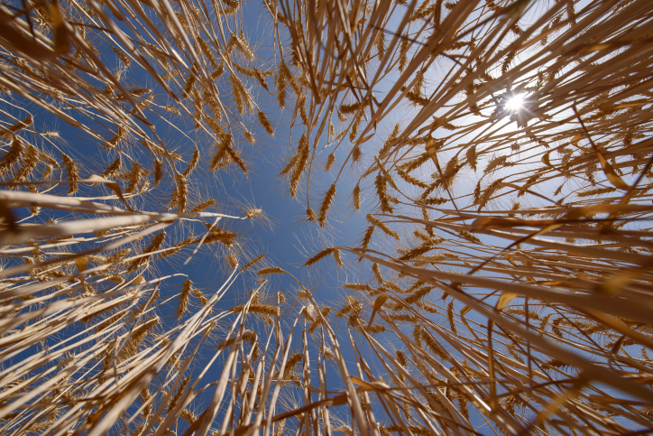 MIDEAST ISRAEL AGRICULTURE
