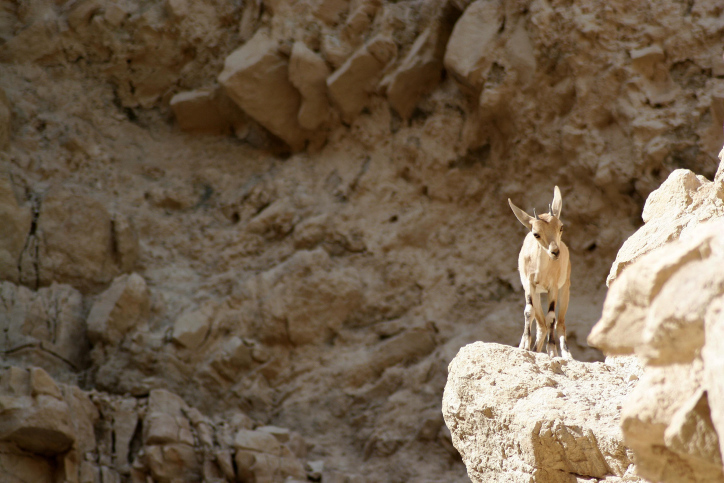 A baby ibex walks at Ein Gedi nature reserve