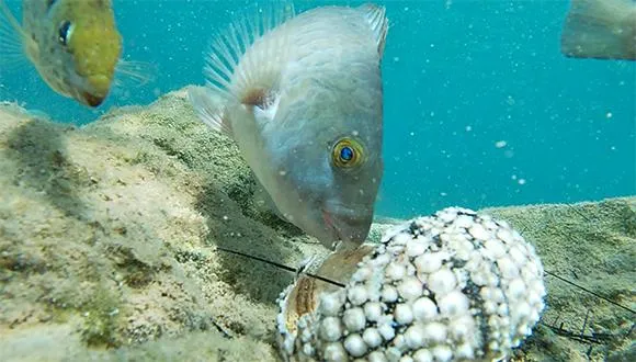 kipod-eaten-by-fish580
