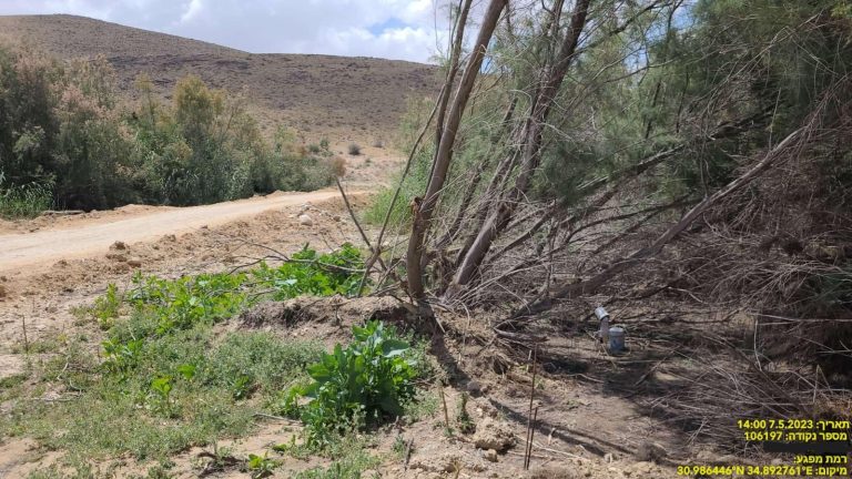לכידת יתושים נגועים בקדחת הנילוס