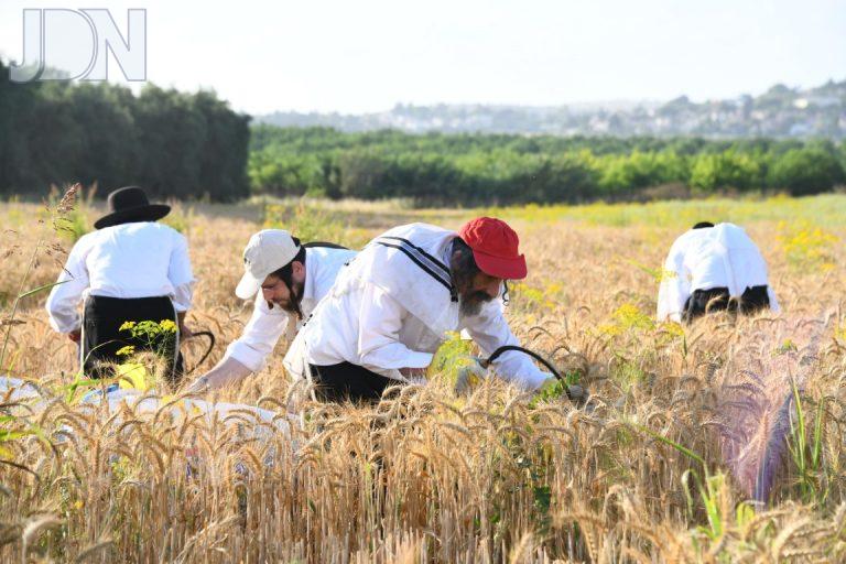 קציר חיטים תשפ''ג צילום שוקי לרר (31)