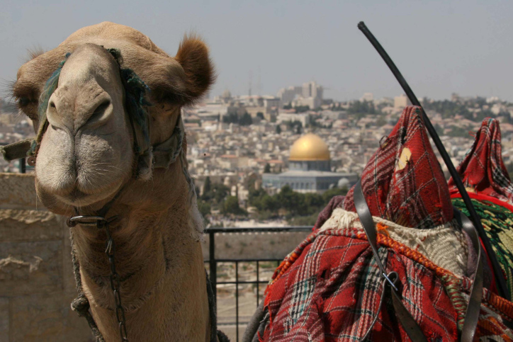 A camel with the Dome of the Rock in the background as viewed from the Mt