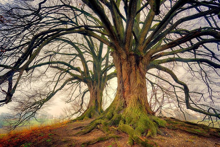 tree-g584c2ee15_1280