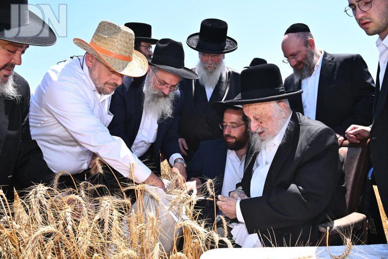 הגרב''ד פוברסקי קציר חיטים (2)