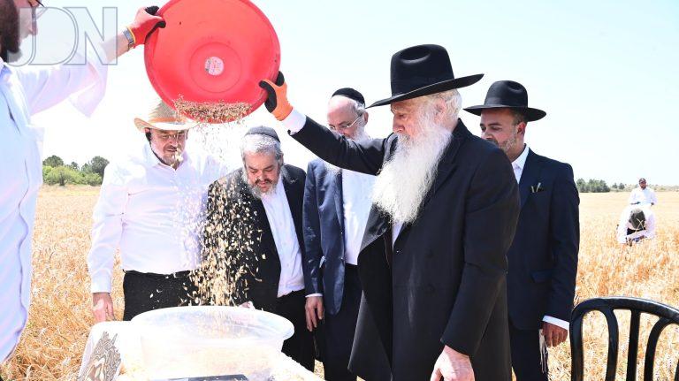 הגרד''ח פינטו קציר חיטים (6)