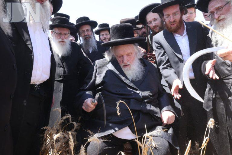 הגר''מ שטרנבוך קציר חיטים פג (14)