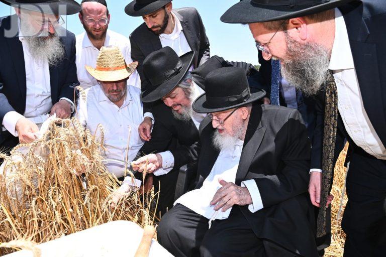הגרמ''צ ברגמן קציר חיטים (3)
