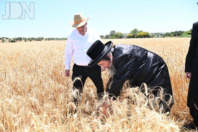 שבט הלוי קציר חיטים (2)