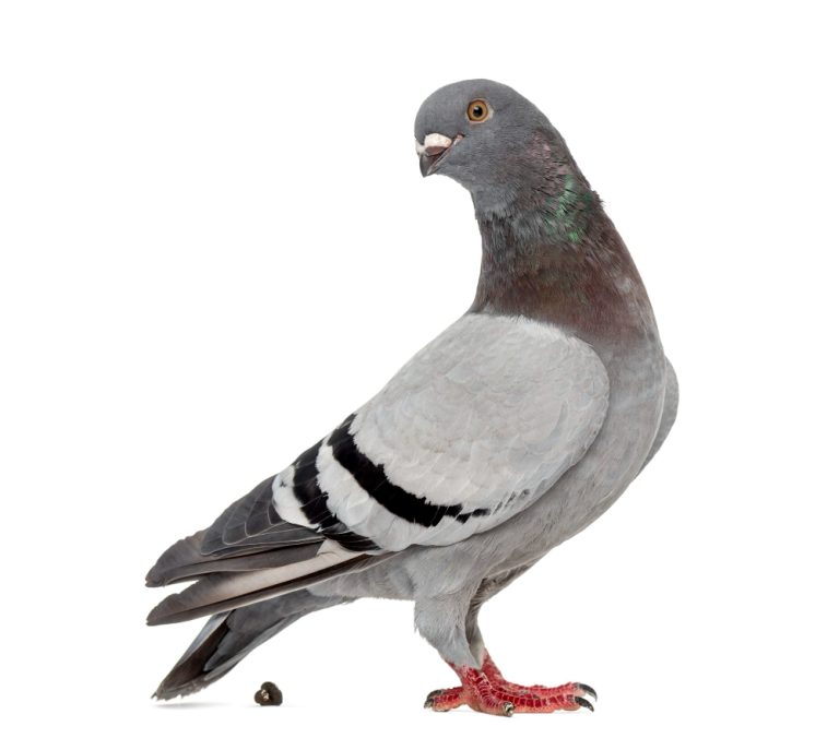 homing-pigeon-pooping-front-white-background