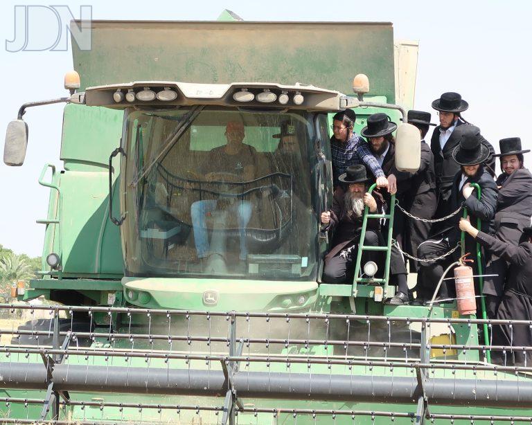 לעלוב צפניה קציר חיטים (66)