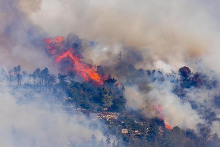 FOREST FIRE