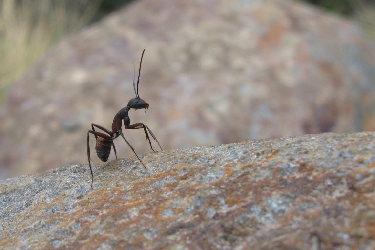 ant-697329_1280