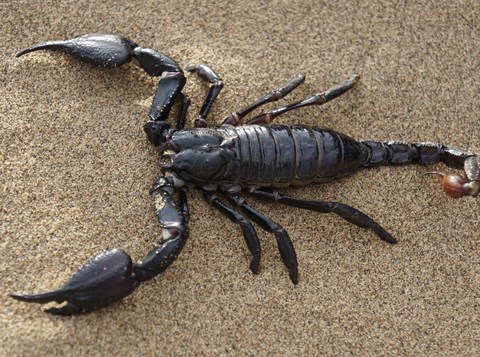 scorpion-651142_960_720
