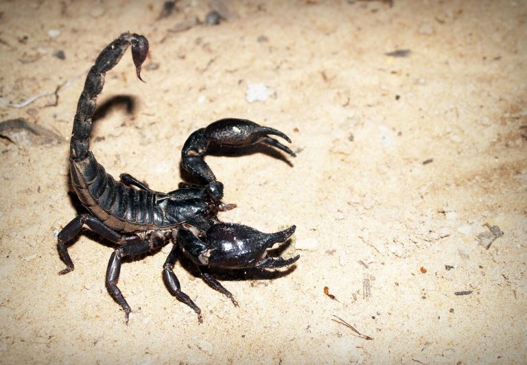scorpion-931561_1280