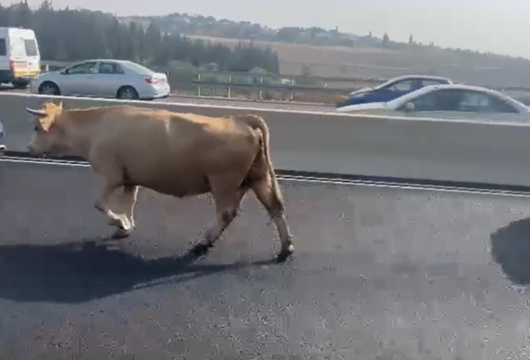‏‏לכידה