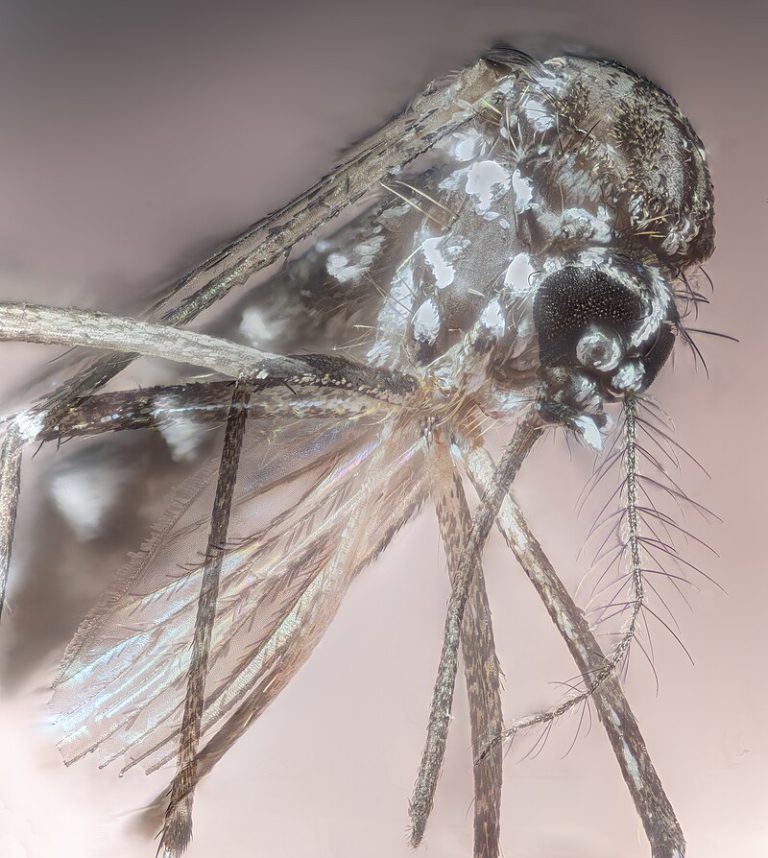 Aedes_aegypti_macro