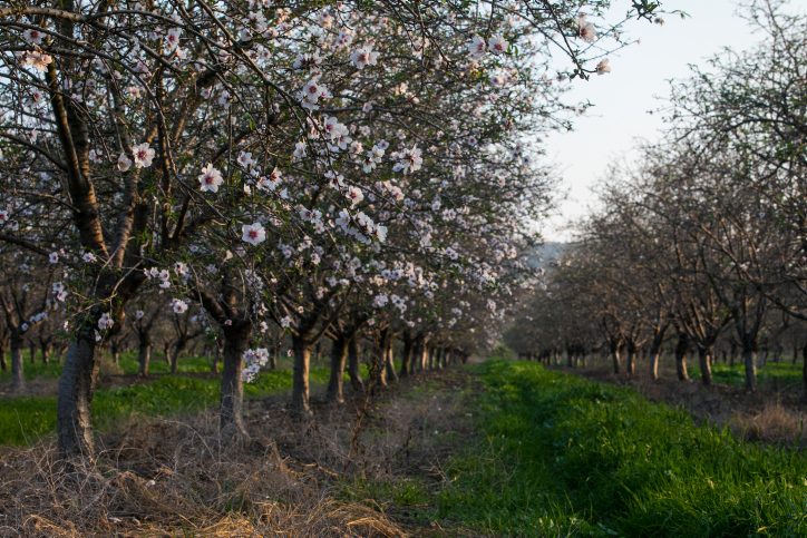 ISRAEL NATURE