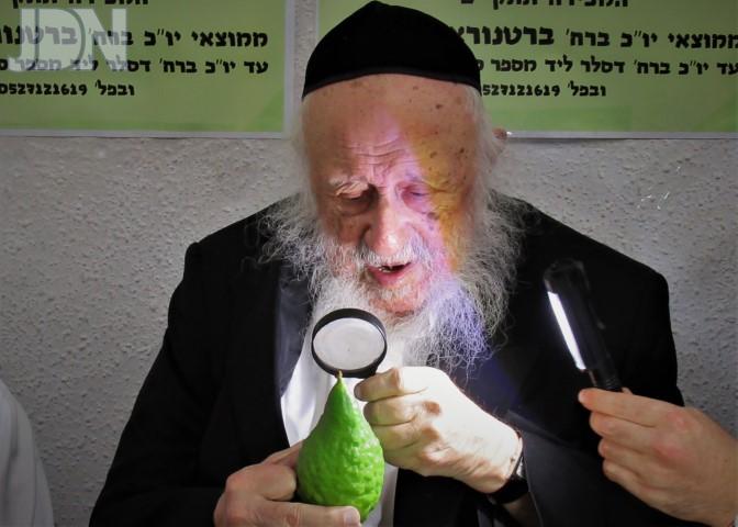 הגרב''ד פוברסקי בדיקת אתרוגים פד (2)
