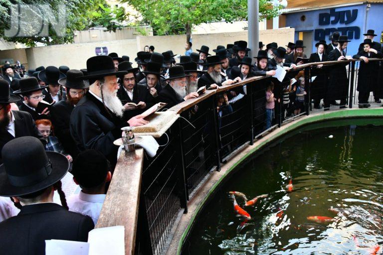 תשליך מודז'יץ (3)