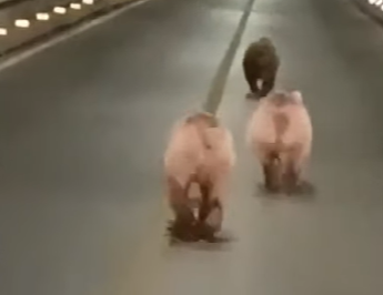 ‏‏לכידה