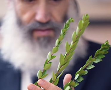 ‏‏לכידה