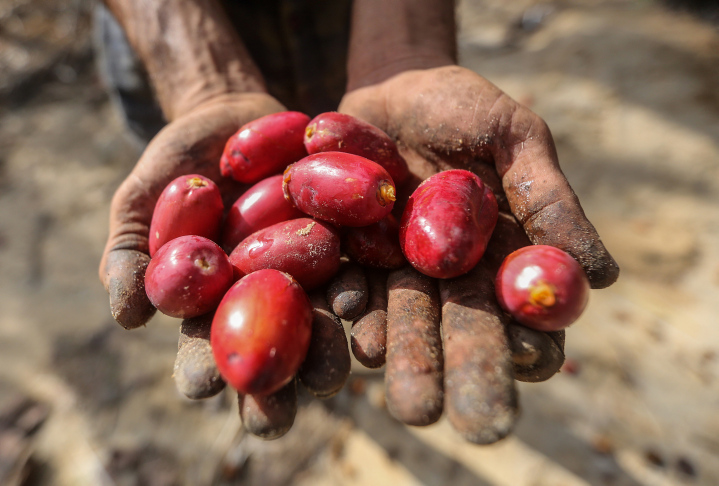 MIDEAST PALESTINIAN AGRICULTURE