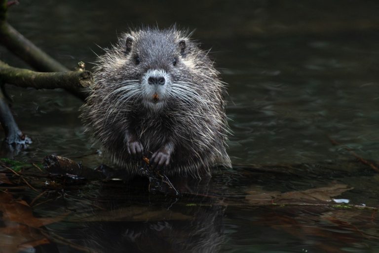 beaver-rat-7738914_1280