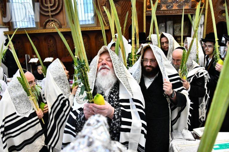 פרמישלאן נענועים (3)