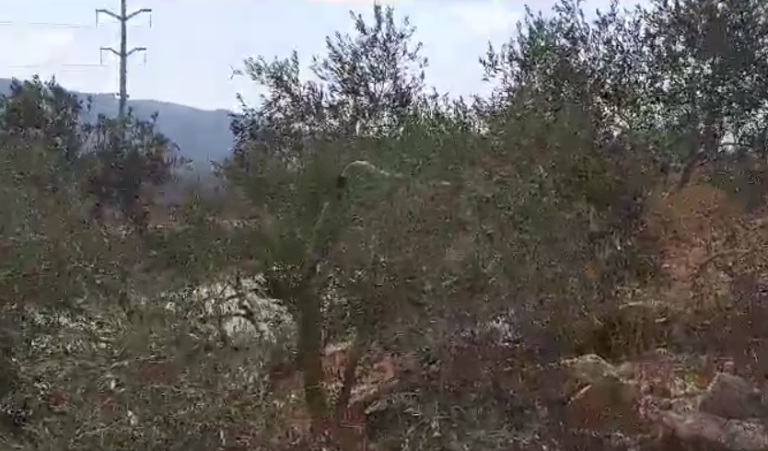 ‏‏לכידה