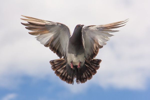 resized_pigeon-flight-twig