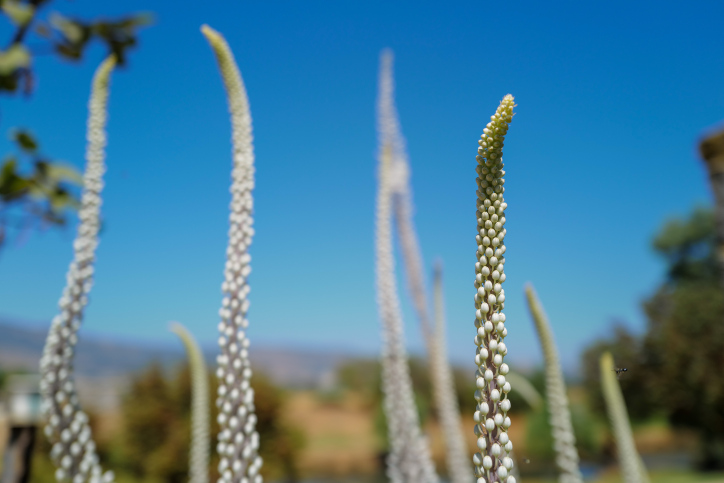 ISRAEL NATURE