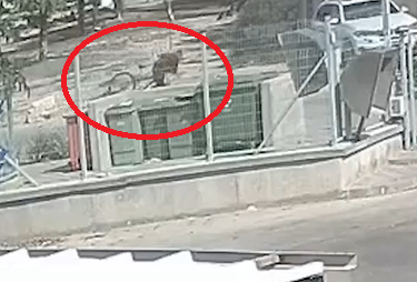 ‏‏לכידה