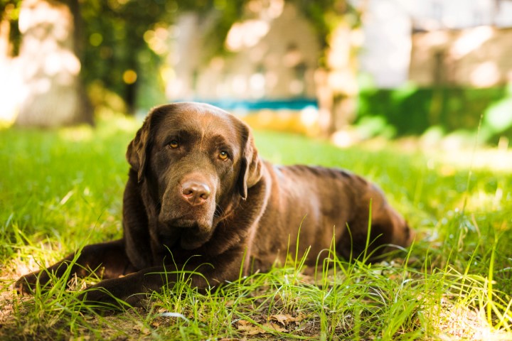 portrait-dog-lying-green-grass (Small)