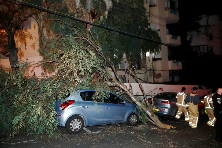 קריסת עץ בחיפה צילום שמואל שנקר (6)