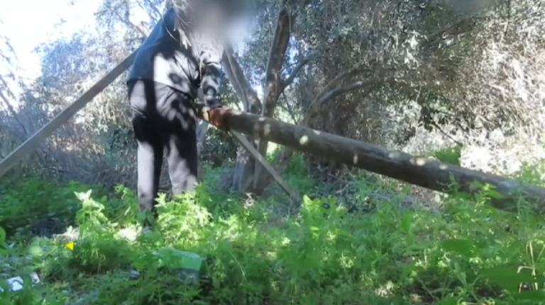 ‏‏לכידה