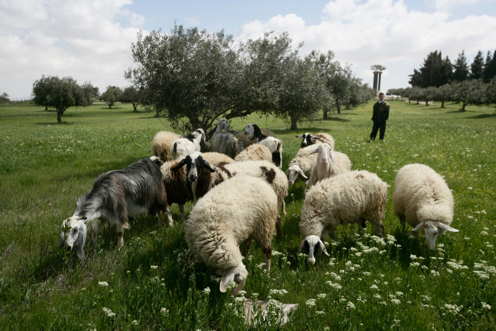 herding near war monument