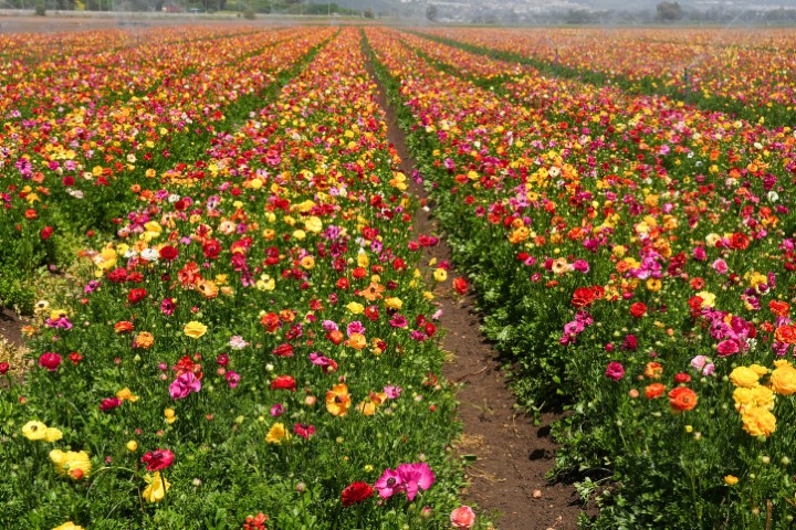ISRAEL NATURE