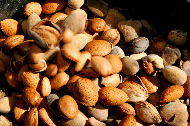 International activists and Jewish volunteers from Rabbis for Human Rights help  Palestinian farmers collect almonds from their farm in the arab village of Yanoun, during the annual Palestinian almond harves