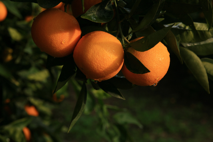 Illustration of orange trees