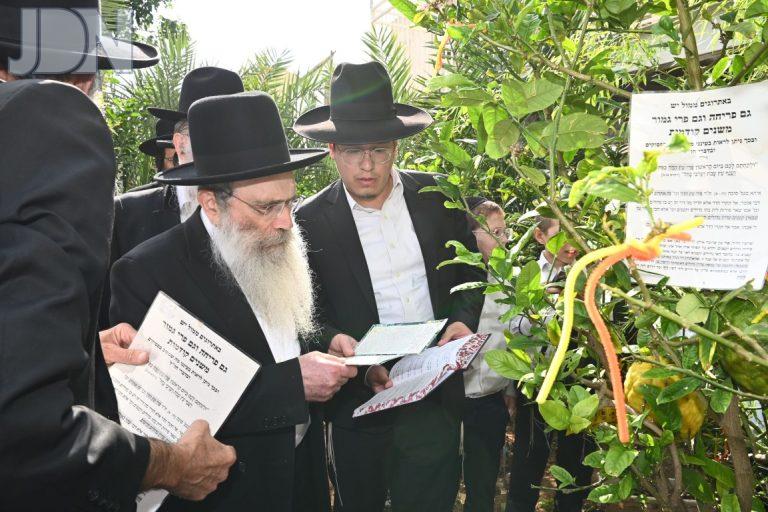 הגר''ש שטיינמן ברכת האילנות (5)