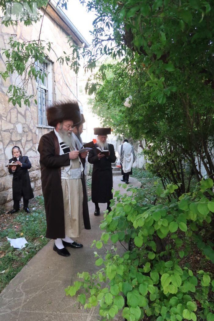 לעלוב בראנוביץ ברכת האילנות (6)