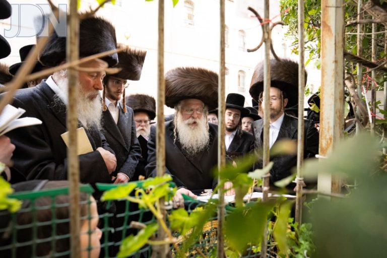 נדבורנה ירושלים ברכת האילנות (14)