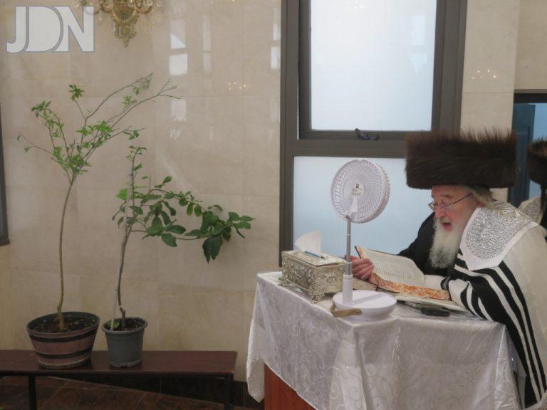 ספינקא ברכת אילנות (6)