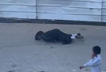 צילום מסך 2024-05-26 200025