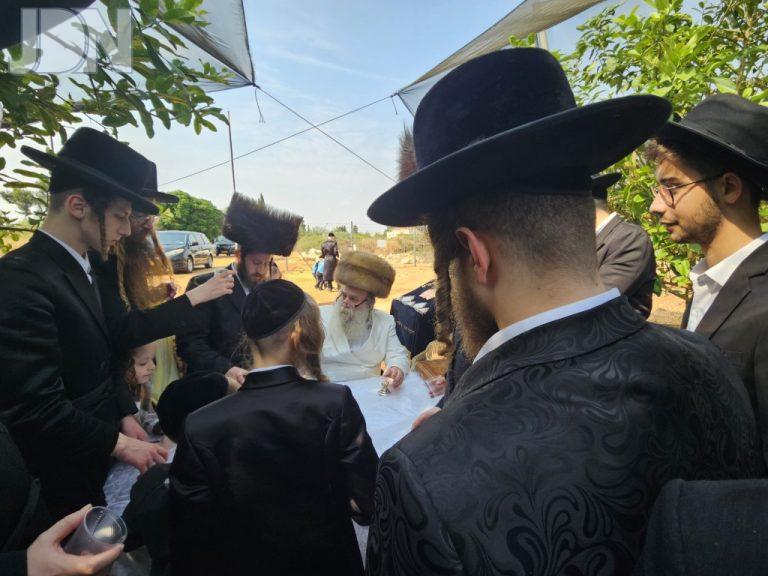 קאזניץ ברכת האילנות (7)