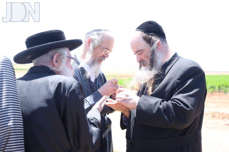 קציר חיטים העדה החרדית פד (1)